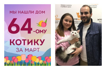 Котёнок Искра встретил свою семью!