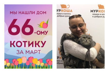 Спустя месяц уезжает в новый дом котик Йошик!