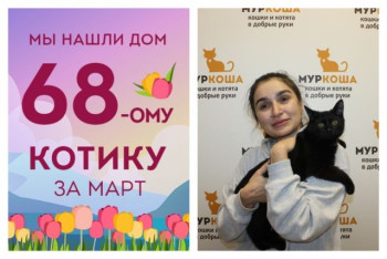 Уезжает в новый дом шестимесячный котенок Тимур!