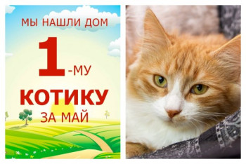 Котик Игнассио уезжает в новый дом!