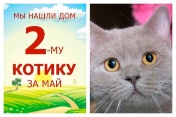 Котик Лоуренс получил второй шанс на домашнее счастье!