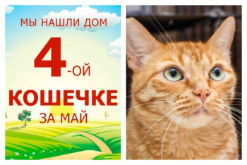 Общительная кошечка Сара встретила свою любящую семью!