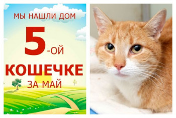 Уезжает в новый дом пятилетняя кошечка Флейм!