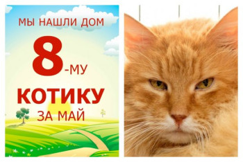 Царственный котик Гектор уехал в новый дом!
