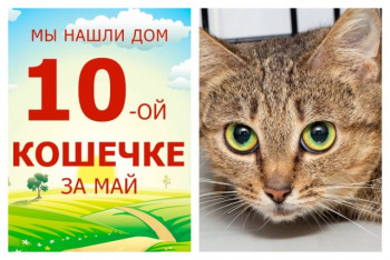 Прекрасная кошечка Тиби встретила любящих хозяев!