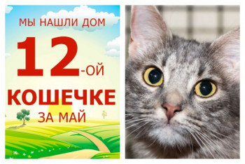 Общительная кошечка Вирджи отправилась в новый дом!