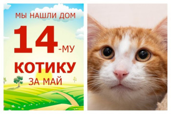 Котик Персимон стал домашним всего за два месяца!