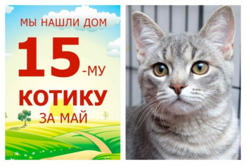 Малыш Ланселот отправился в свой новый дом!