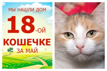 Нежная кошка Розочка стала домашней спустя полтора месяца!