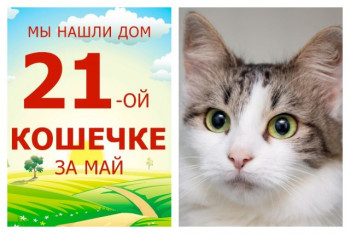 Кошечка Фемида обрела дом за два месяца!