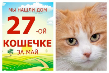 Милашка Пельмешка отправилась в новый дом!