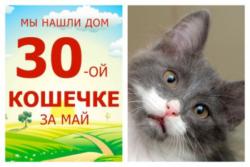 Двухмесячная кошечка Альфа поймала удачу за хвост!