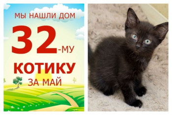 Очаровательный Макото нашел дом за две недели!