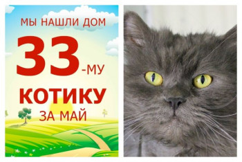 Двухлетний котик Мехор стал домашним за полтора месяца!