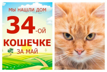 Рыжая красавица Миленда стала домашней любимицей!