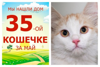 Кошечка Анета встретила свою любящую семью!