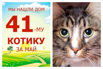 Котик Фродо нашёл своё домашнее счастье!