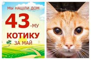 Провожаем в домашнюю счастливую жизнь милого Элджи!