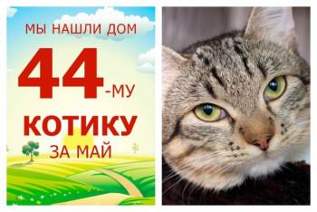 Домашнее счастье - есть. Сегодня в этом убедился котик Шелдон!