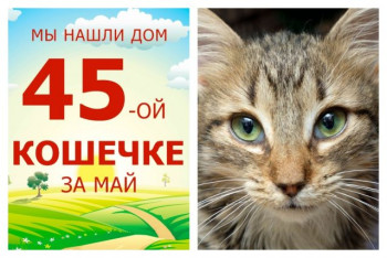 Кошечка Груня, наш отважный борец за жизнь, стала домашней!