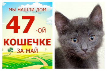 Крошка Альта нашла дом за две недели!