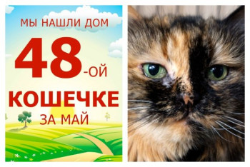 Грациозная кошечка Леди Макбет отправилась в домашнюю жизнь!