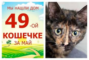 У кошечки Леси появилась любящая семья!