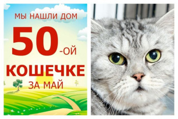 Трехлетняя Большевичка нашла дом за два месяца!