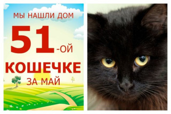 Красавица Кристи стала домашней любимицей!