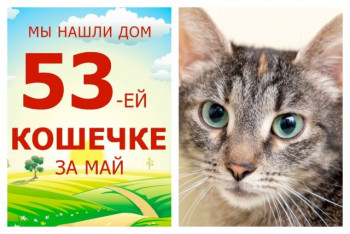 Кошечка Валюшка встретила заботливых хозяев!