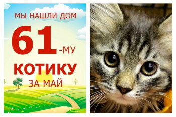 Усатый-полосатый Татаки нашел дом за пять дней!