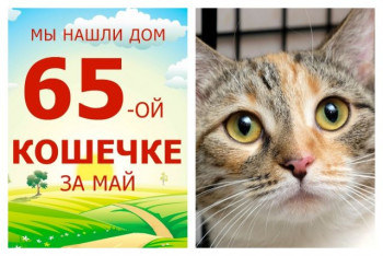 Кошечка Гамма начинает жизнь с чистого листа!