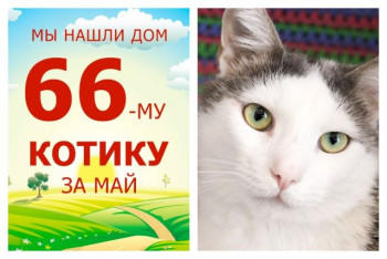 Отправился в новый дом очаровательный котик Релакс!