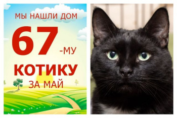 Провожаем в новый дом котика Мужчину!