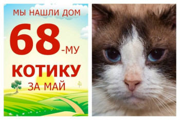 Новая жизнь начинается у котика Сноудена!