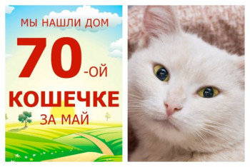Милая кошечка Птичка теперь будет петь в своем новом доме!