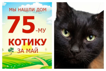 Отправляется в новое домашнее счастье котик Янь!