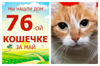 Кошечка Бемби стала домашней и любимой!