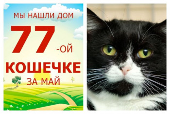 Сладкая кошечка Ферреро, она же Купчиха, отправилась домой!