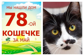 Кошечка Одетта встретила любящую семью!