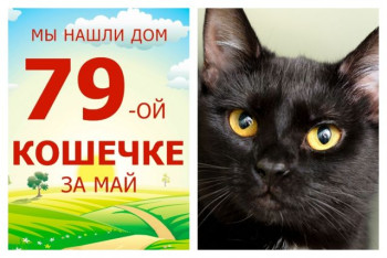 Кошечка Нави стала домашней за два месяца!