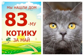 Годовалый котик Артон вытянул счастливый билет домой!