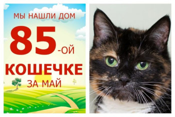 Кошечка Уська получила ещё один шанс на домашнее счастье!