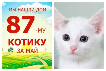 Всего четыре дня на поиск дома для красавчика Пелле!