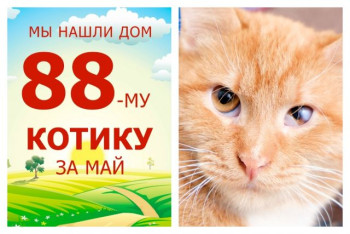 Уезжает домой к опекуну восьмимесячный рыжик Рэня!