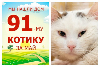 У кота Дионисия появилась своя семья!