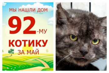Закрывает хит-парад майских выпускников приюта кот Гвидон!