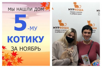Котёнок Хомяк начинает домашнюю жизнь!