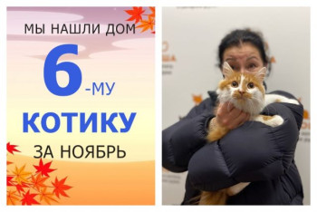 Уличный котик Крис обрел домашнее счастье!
