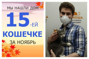Кошечка Цветочек рада познакомить вас со своей семьей!